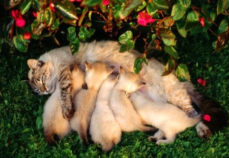 busy cat mom - pretty, fantastic, amazing, great, grass, stunning, kittens, kitten, garden, cats, mother, busy cat mom, nice, outstanding, super, beautiful, sweet, cat, wonderful, persian, marvellous, picture, awesome, skyphoenixx1, cute, adorable, wallpaper, kitty