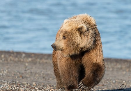 Traveler - brouwn bear, traveler, bear, animal, grizzly