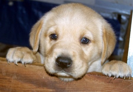 Cute stare and sweet faceâ™¥ - love, stare, puppy, animals, gentle, face, labrador, blue eyed, yellow, forever, dogs, sweet, golden