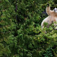 tree bear