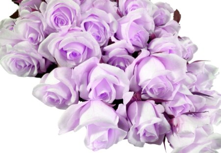 Soft roses for Jewel - white, purple, roses, soft, petals, delicate, flowers