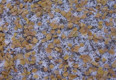 Early winter snow and fallen leaves - light snow, winter, leaves, leaf, grass