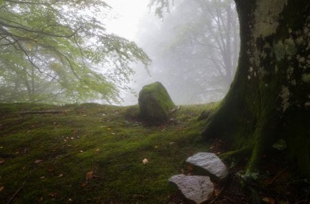 Beautiful View - nature, view, trees, forest, beautiful, green