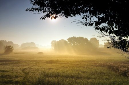 Beautiful View - nature, view, sky, blue, beautiful, tree, sunset