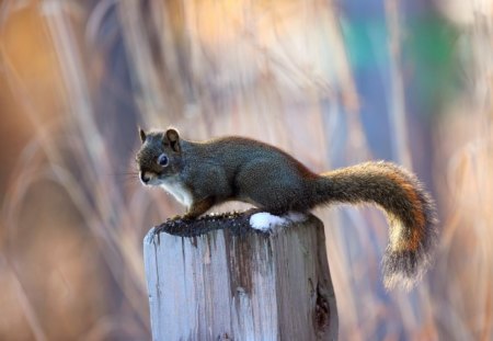 Squirrel - trunck, tree, squirrel, aniomal