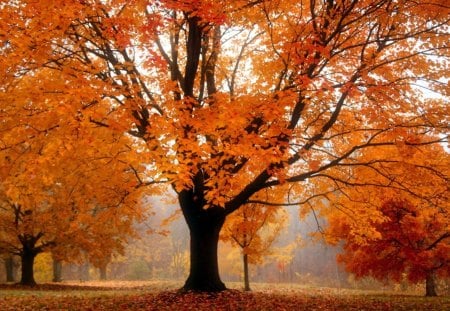 Autumn colors - landscape, beautiful, peaceful, season, brown, view, splendor, fields, nature, colors, color, autumn