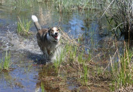 Water Dog - dog, water, pond, happy