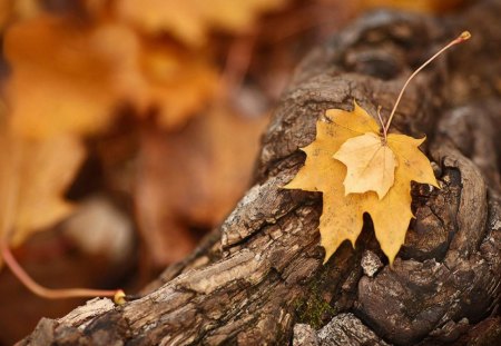 forest in autumn - nature, autumn, forest, tree, leaf