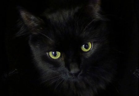 Black on black - shiny nose, whiskers, ears, yellow eyes, fur, cat, bag, black