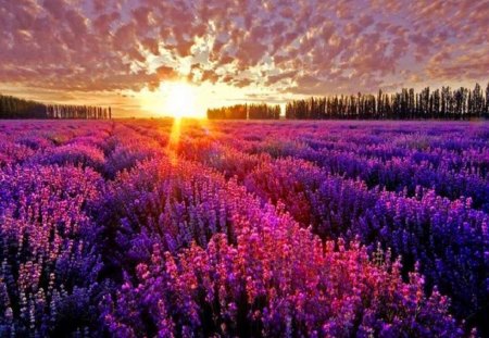 Strike of gold - clouds, sunlight, sunset, lavender, purple, gold, field, rows