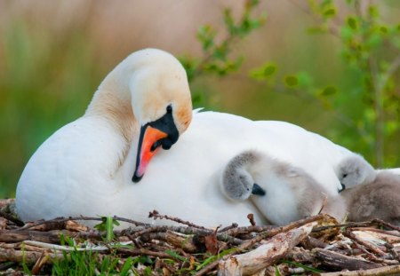 The nest - love, young, swans, nest, mother