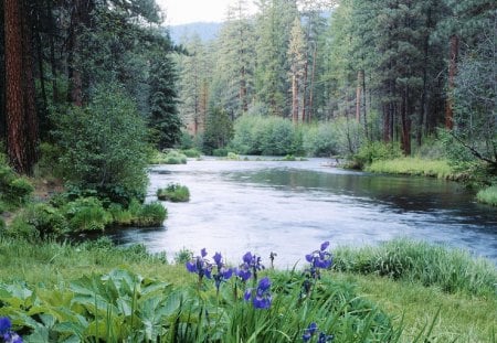 Creek and Orchids