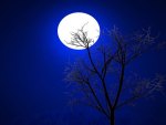 Tree In The Moonlight