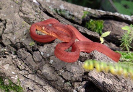 Red Snake - tree, animal, snake, reptile