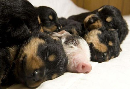 One Of These Things Is Not Like The Others - animals, other, puppies, piglet