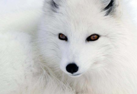 Arctic Cutie For   {Googlehead} Carl - fox, beauty, animals, arctic fox, dogs