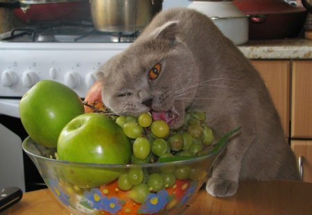 5 a Day - cat, wall, kitty, funny