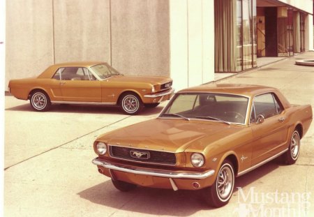 Ford Mustangs 1965 1972 Special Editions - gold, 66, ford, classic