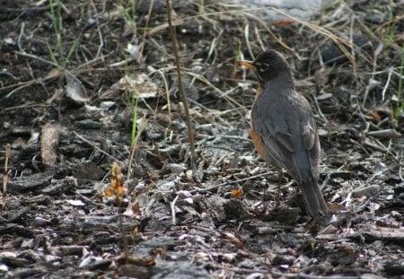 American Robin - bird, turdus migratorius, thrush, robin