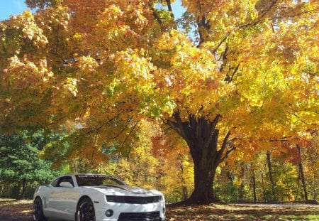 Zl1 camaro - zl1, chevrolet, ss, camaro