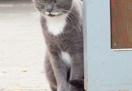 Farm gate guard - guard, gate, grey, white, farm, cat