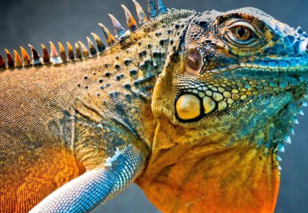 tropical iguana lizard reptile - lizard, tropical, iguana, reptile