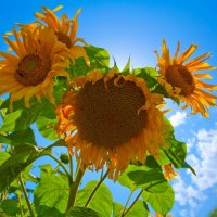 sunflowers in the open