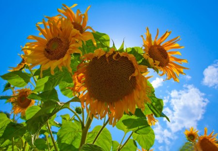 sunflowers in the open - planta, field, sunflowers, open