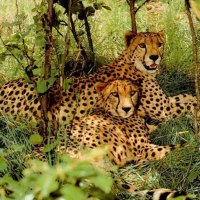 pair of leopards in the forest