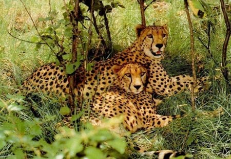 pair of leopards in the forest - leopards, pair, forest, felinos