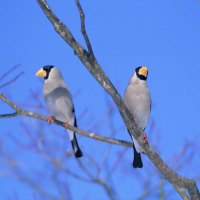 couple of birds in the field on a tree