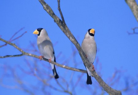 couple of birds in the field on a tree - tree, field, couple, birds