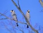 couple of birds in the field on a tree