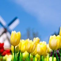 watermill tulips in Holland