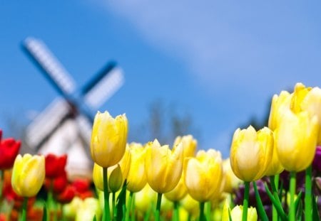 watermill tulips in Holland - flowers, holland, tulips, watermill