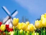 watermill tulips in Holland