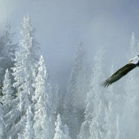 eagle on the snow forest