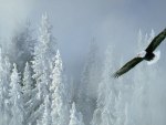 eagle on the snow forest