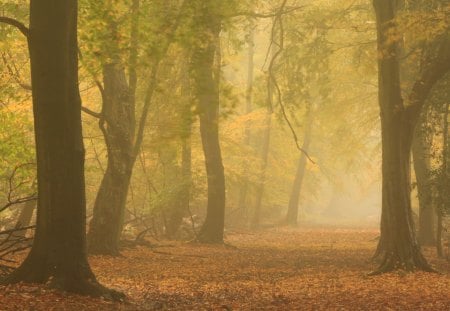 Forest fog - autumn, trees, peaceful, view, amazing, forest, pretty, beautiful, leaves, splendor, fog, colors