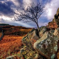 Dry tree in the barren field