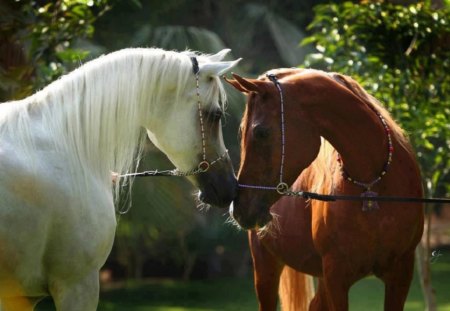 Mutual Admiration - white, horses, brown, admiration, mutual, animals