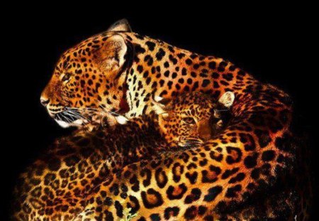 Curled Up For The Night - two, together, animals, leopards, night, big cats