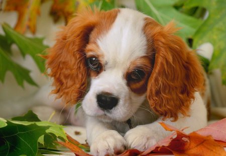 I am a little sad♥ - love, sweet, leaves, fall, autumn, halloween, face, puppy, animals