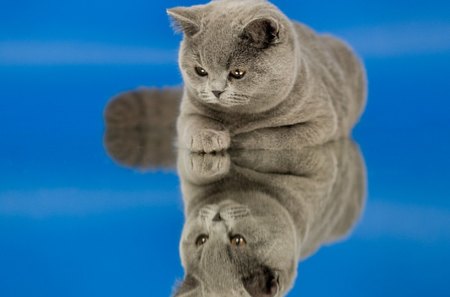 Reflection - animal, sweet, animals, cat