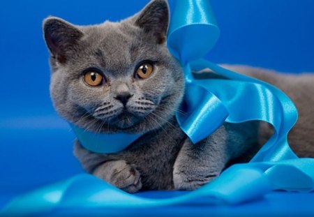 Bow cat - cat, cats, bow, adorable