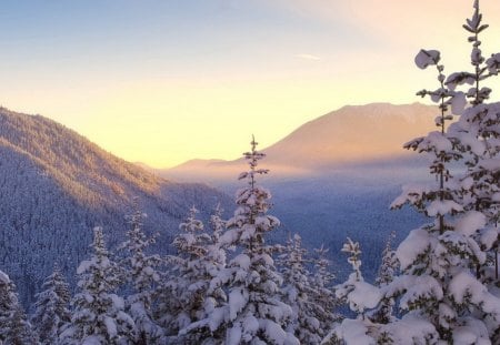 WINTER - brazi, munti, nea, zapada