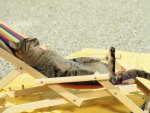 tanning cat