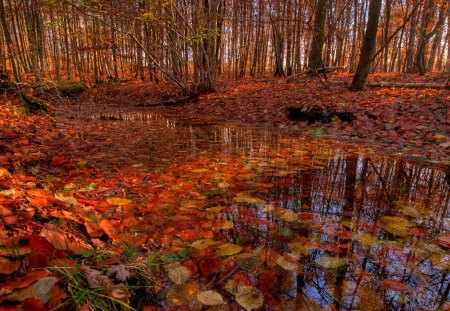 Autumn - trees, nature, autumn, forest, reflection