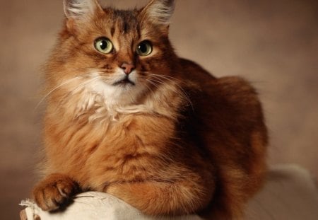 Red cat sitting on armchair - pisicuta, frumoasa, buna, draga