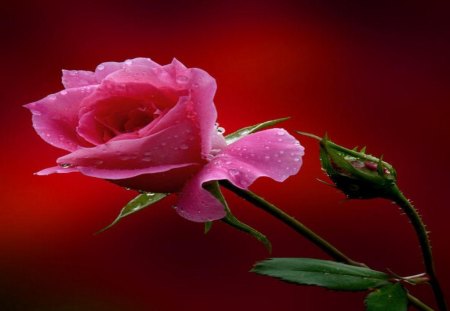 bud - pink, dewy, rose, bud